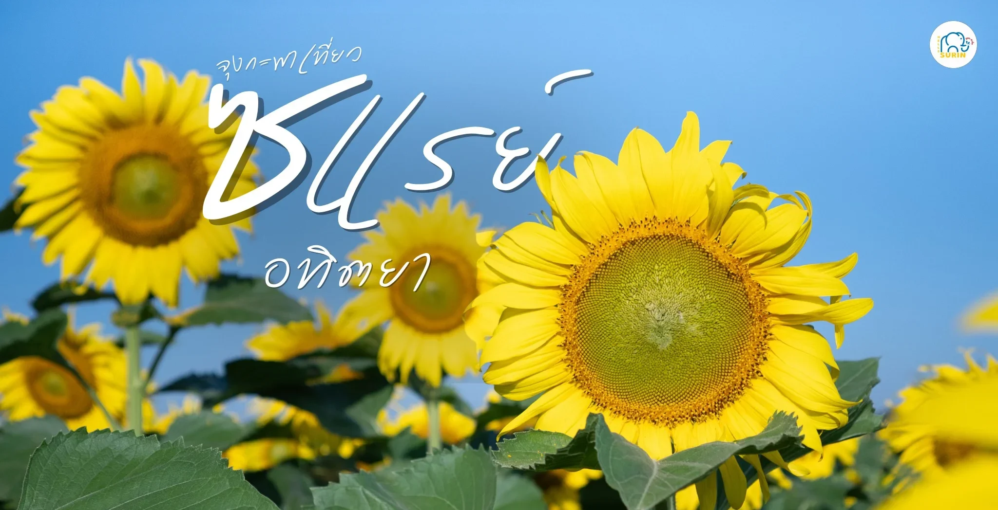 banner ซแรย์อทิตยา
