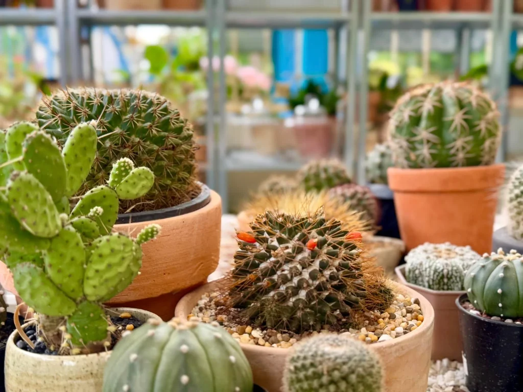 10 Plant Craft-14