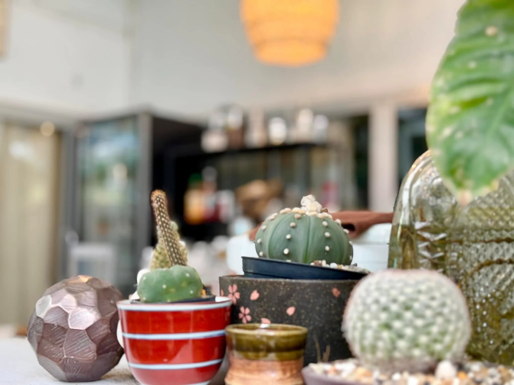 10 Plant Craft-2