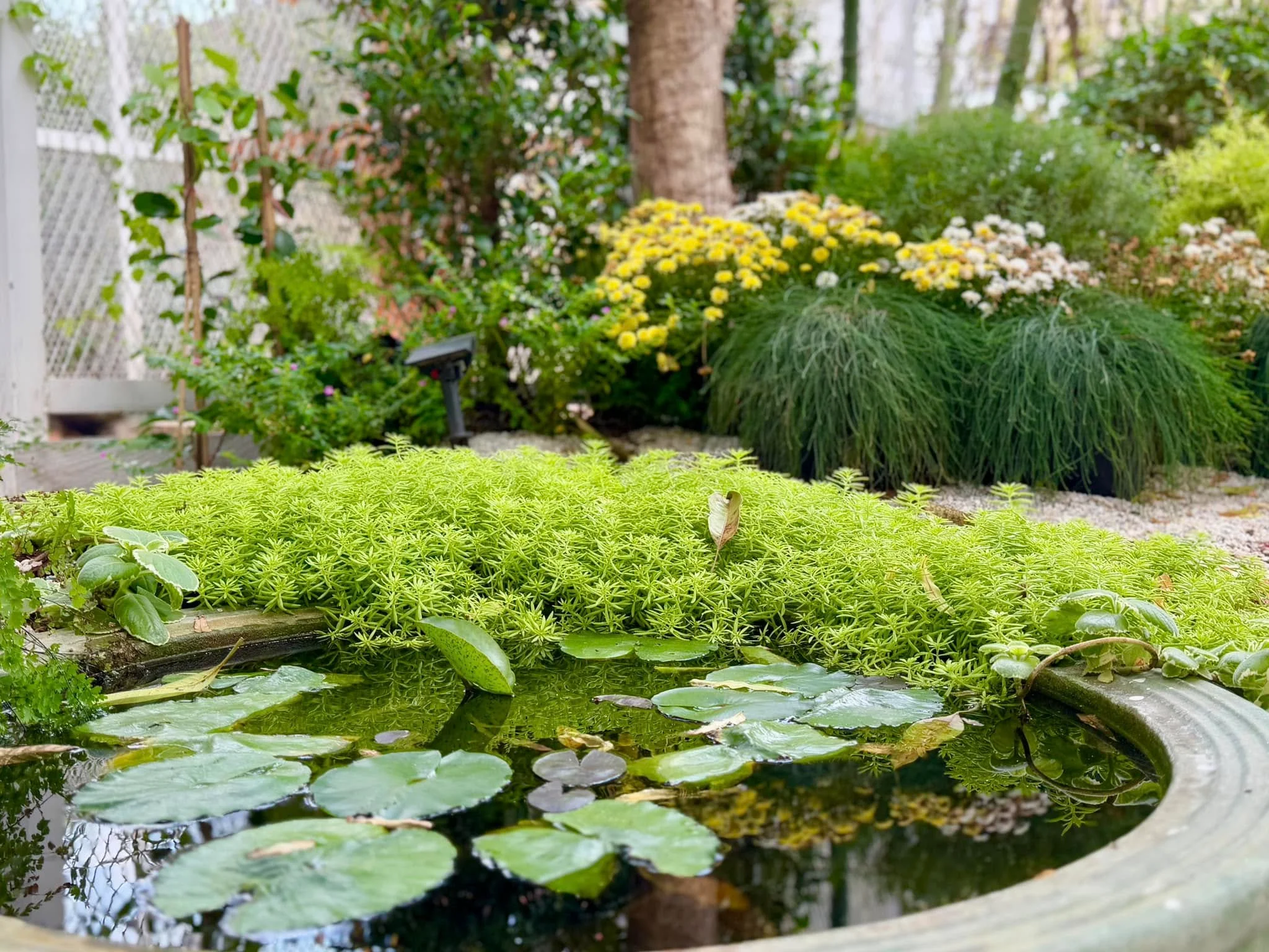 10 Plant Craft-3
