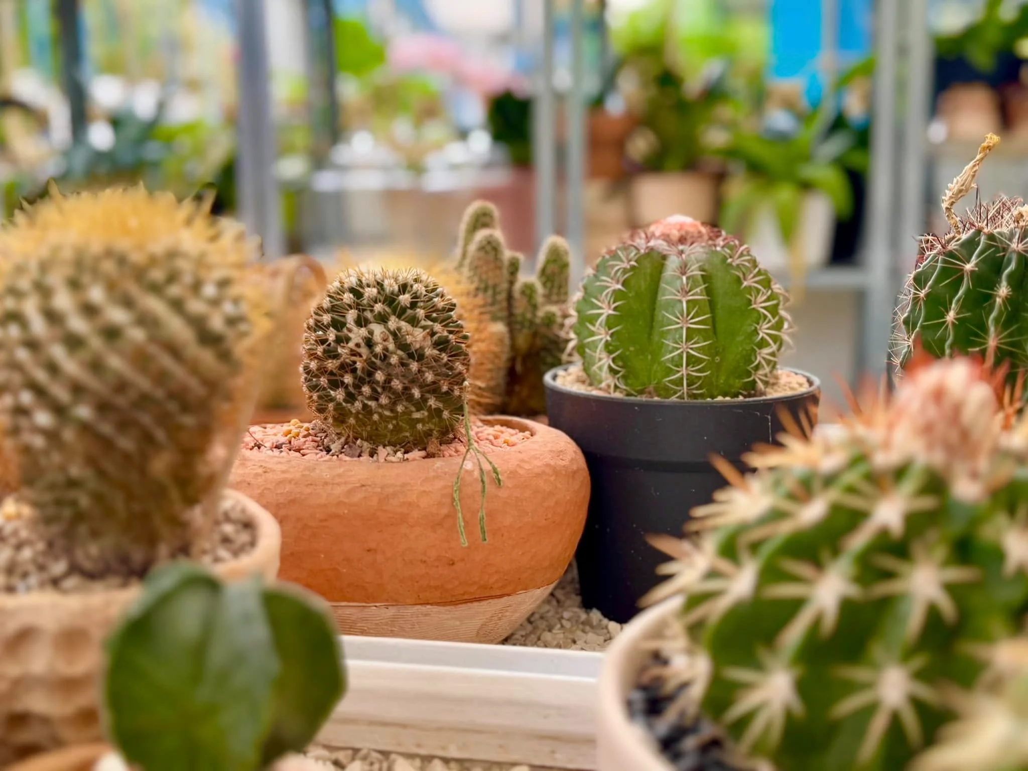 10 Plant Craft-30