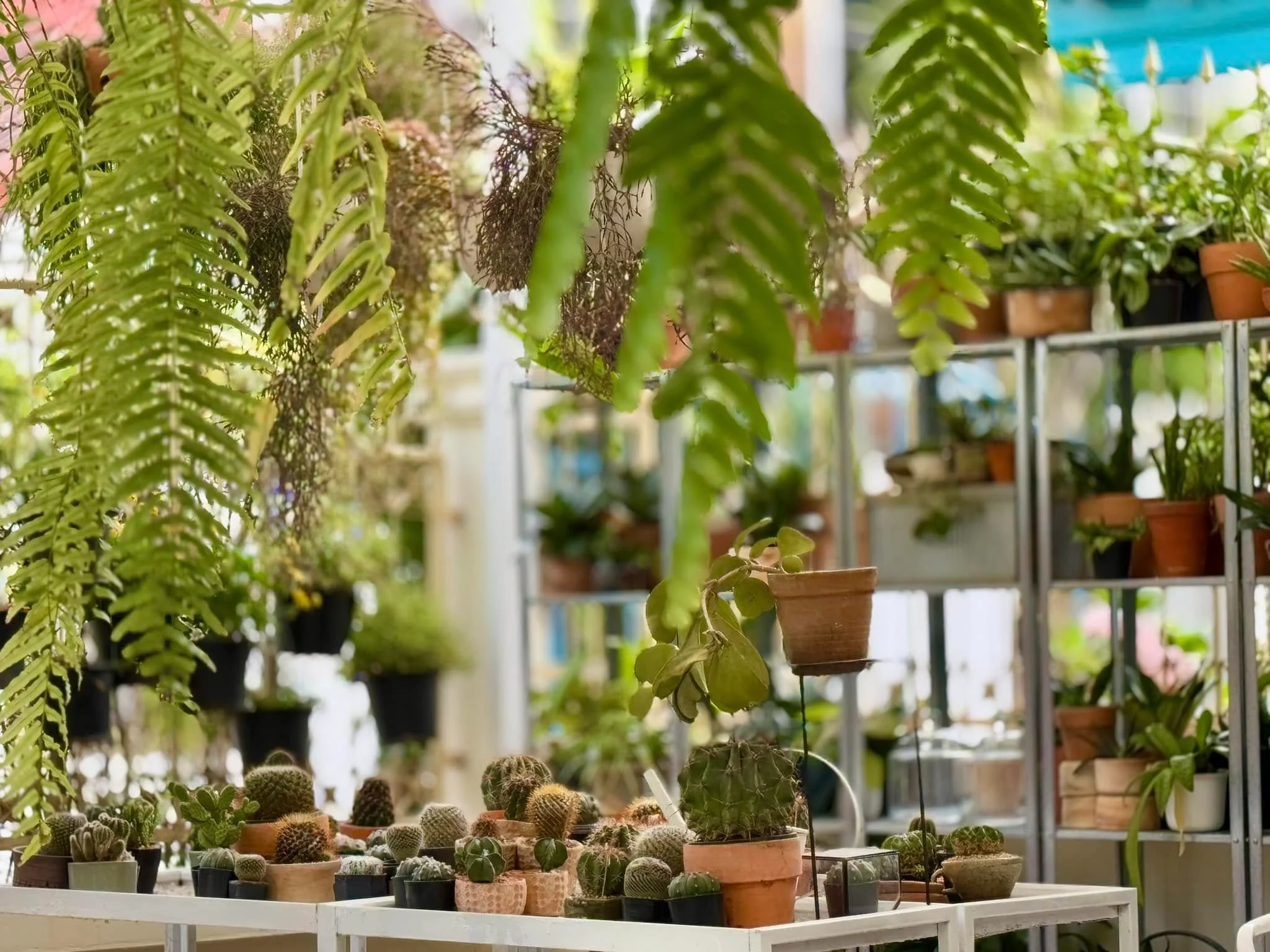10 Plant Craft-7