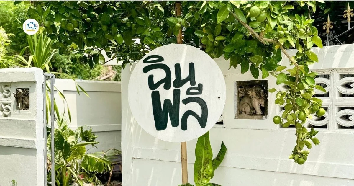 banner ฉิมพลี
