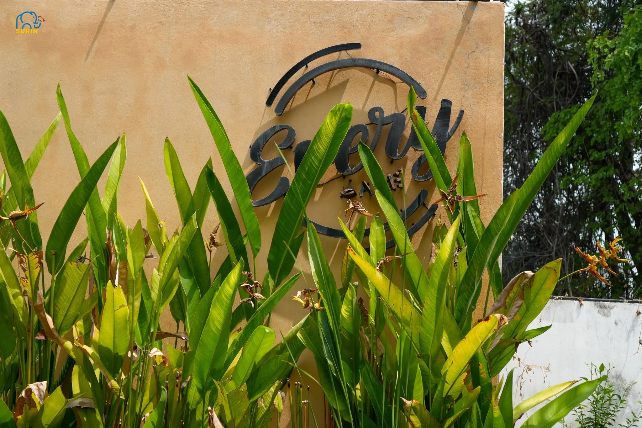 Every Cafe’ สุรินทร์-26