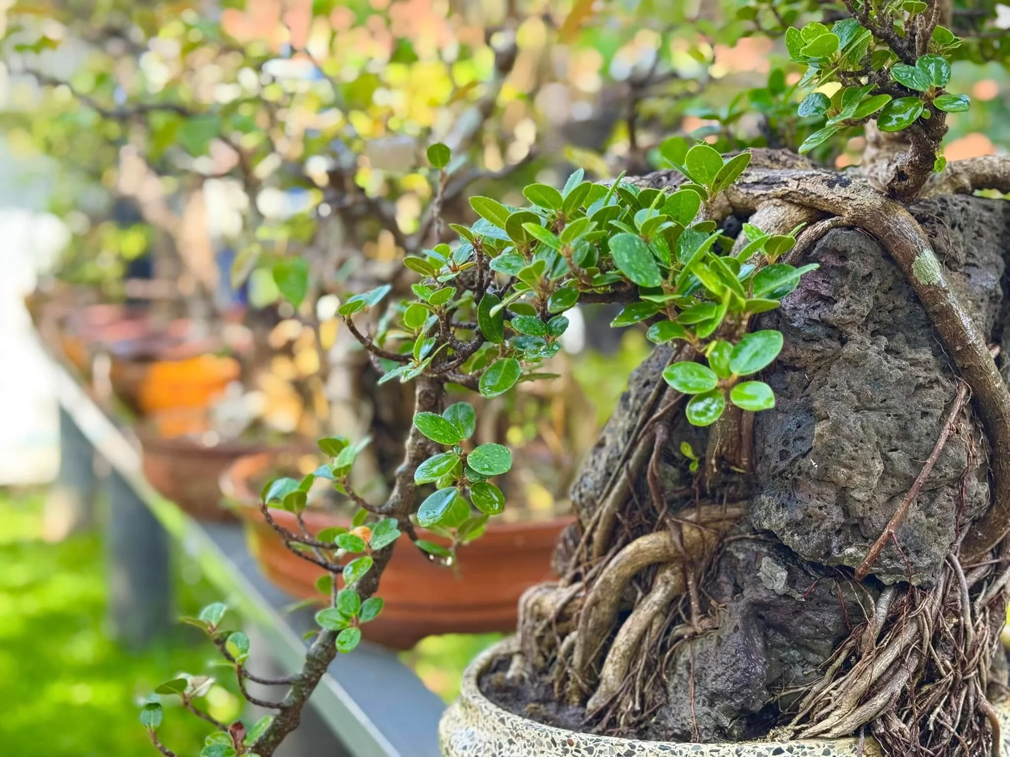 Garden House-7