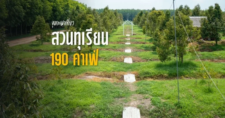 banner สวนทุเรียน 190 คาเฟ่