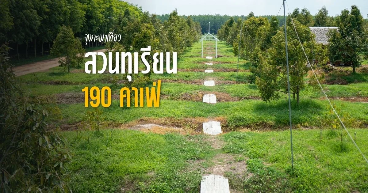 banner สวนทุเรียน 190 คาเฟ่