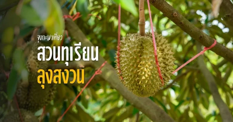 banner สวนทุเรียน ลุงสงวน