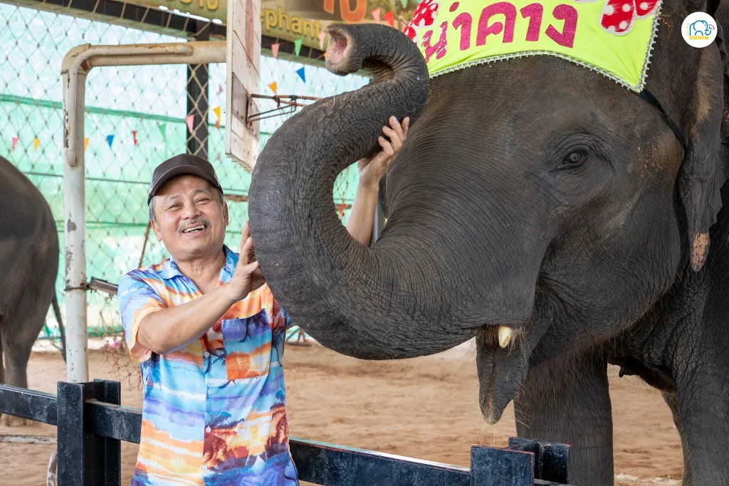 การแสดงช้าง-38