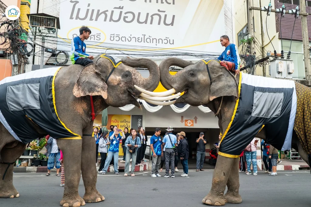 งานต้อนรับและเลี้ยงอาหารช้าง-71