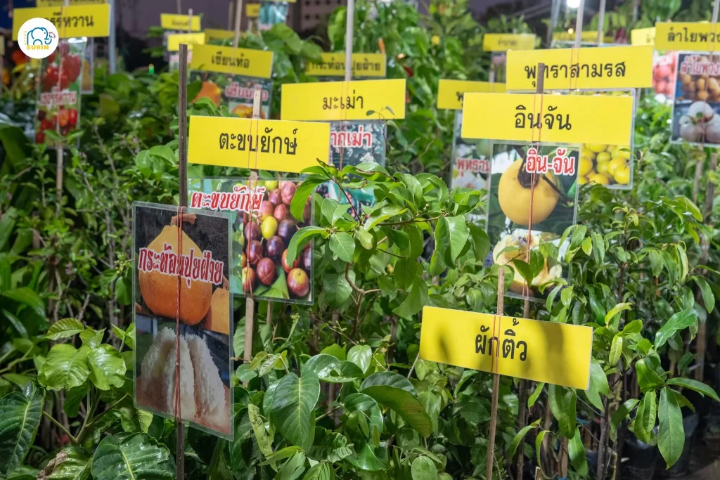 งานเกษตรแฟร์-21