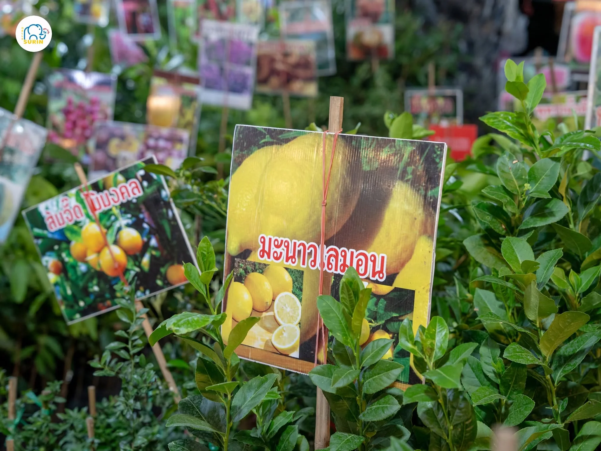 งานเกษตรแฟร์-8