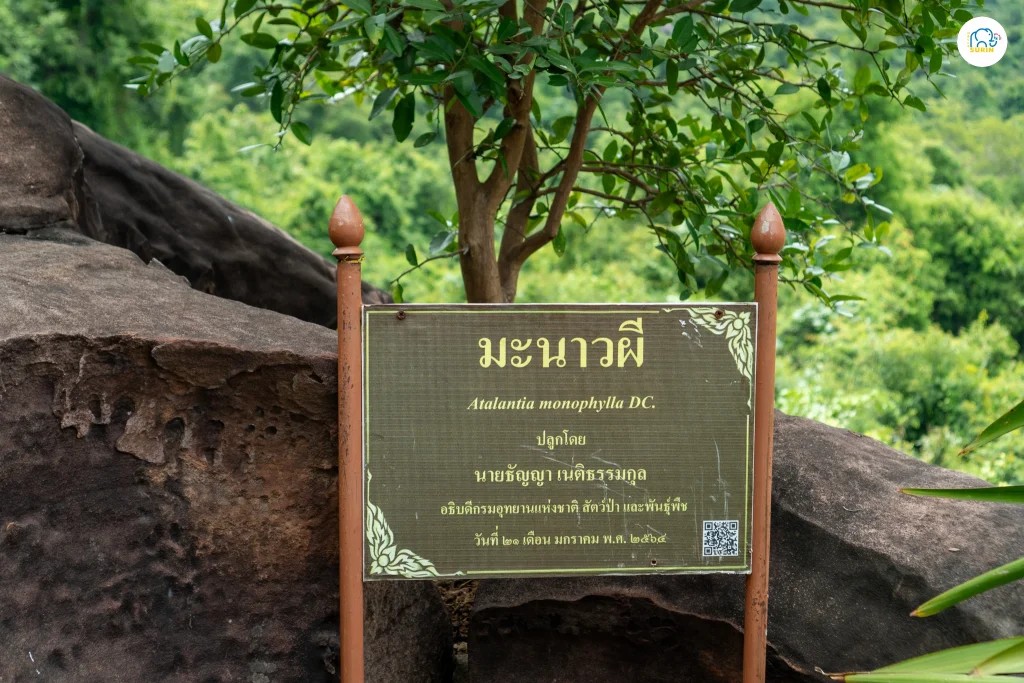 ผามะนาว-10