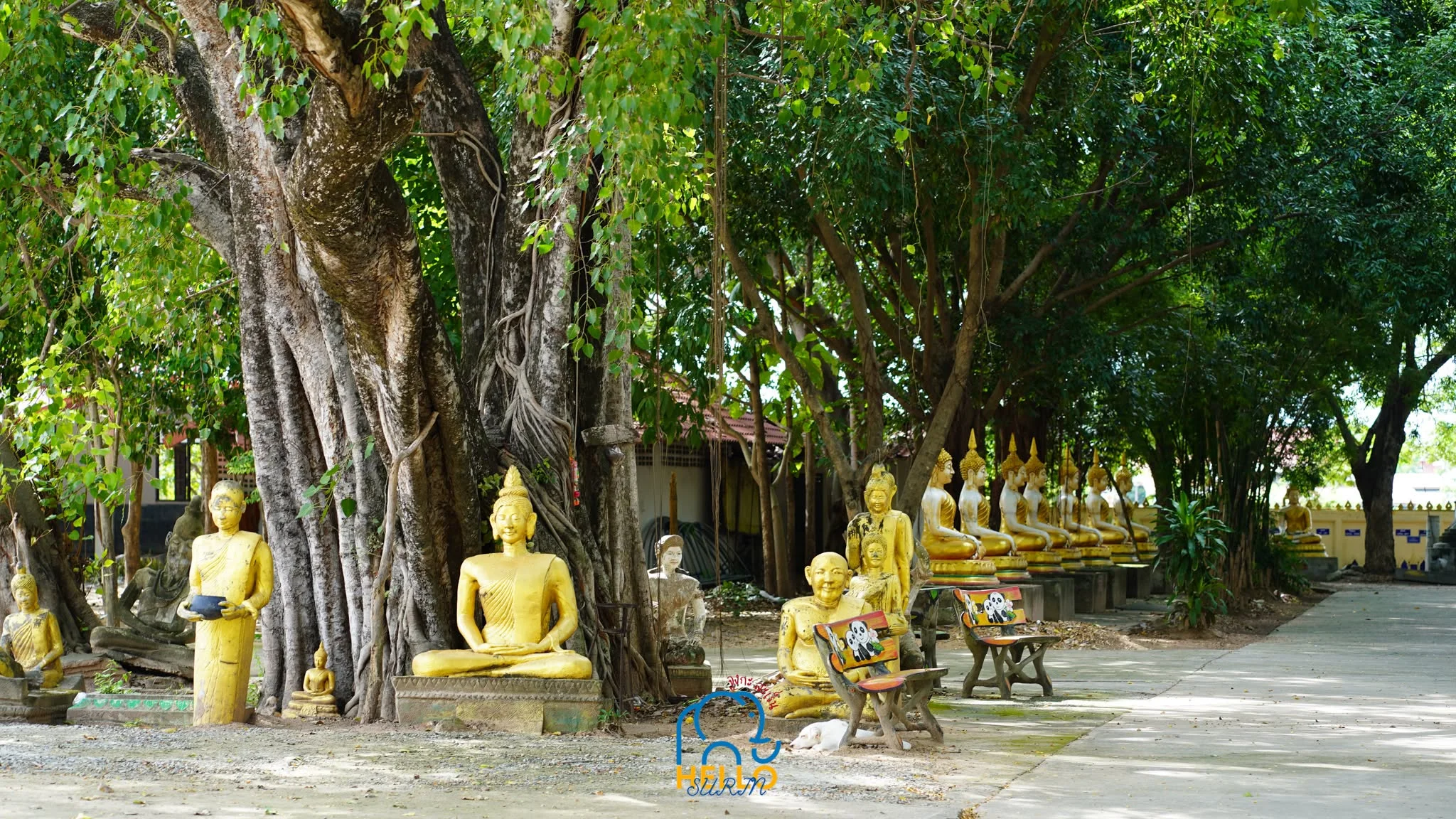 วังเต่าโบราณ-21