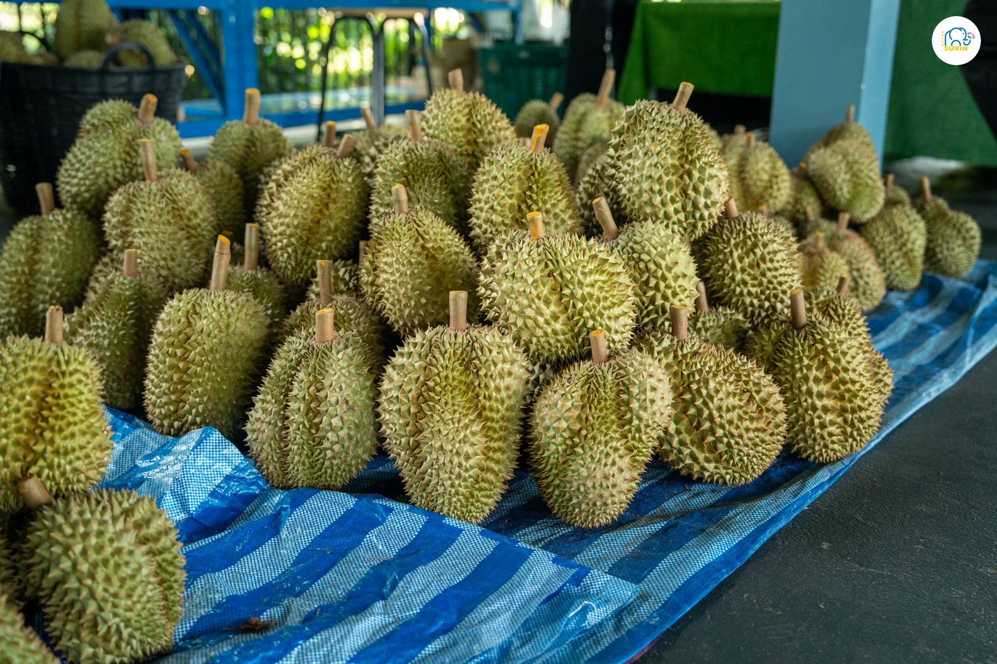 สวนทุเรียน 190 คาเฟ่-7