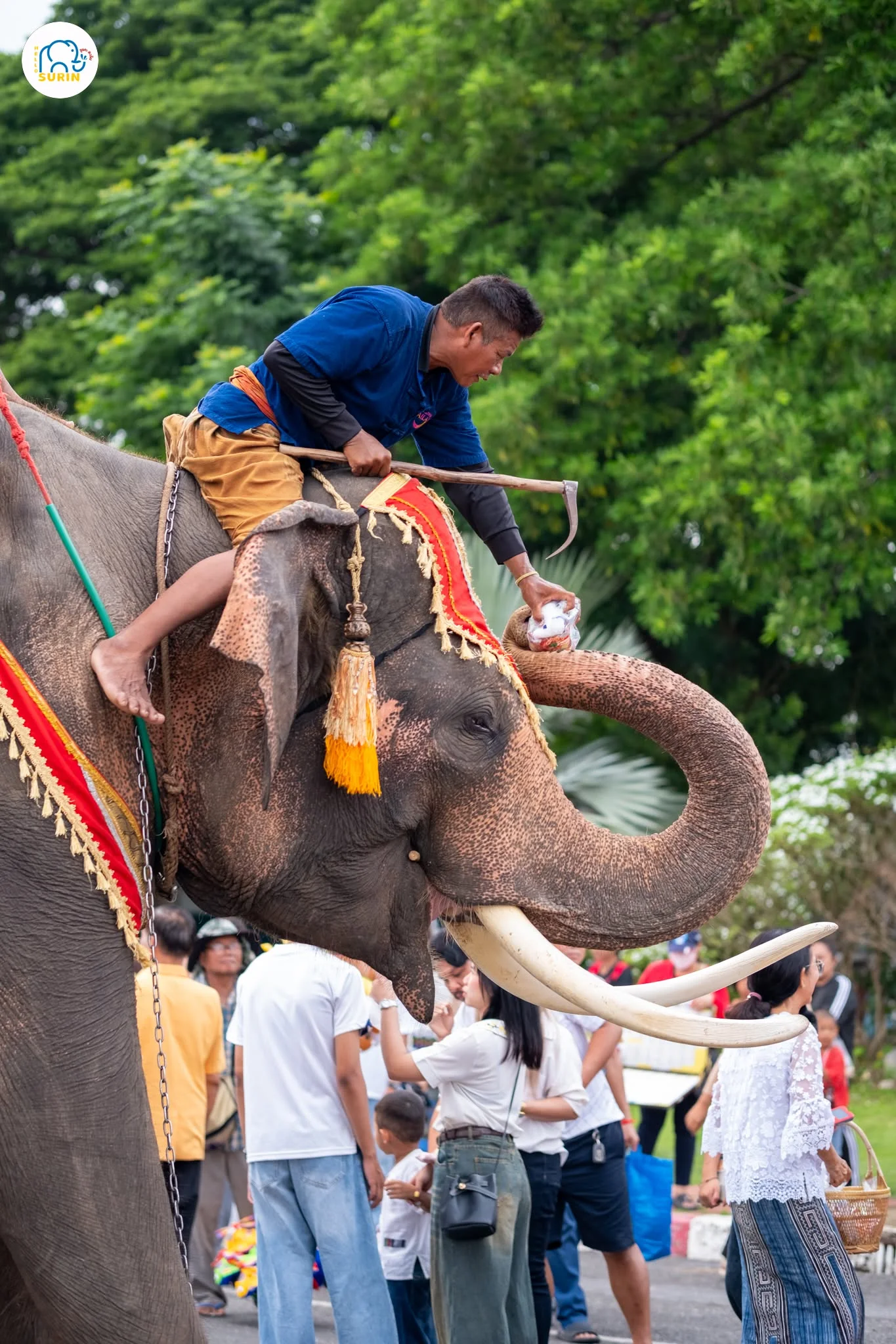 ตักบาตรบนหลังช้าง2568-14
