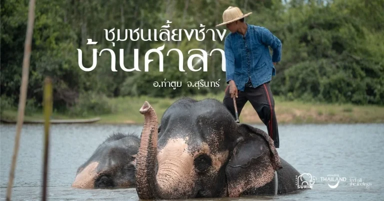 Banner ชุมชนเลี้ยงช้าง บ้านศาลา
